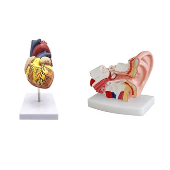 1: 1 модель человеческого сердца, анатомически точная модель сердца и 1,5-кратная модель анатомии человеческого уха, показывающая органы